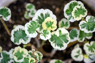 Ming Aralia, the scientific name is Polyscias sp. The leaves are serrated, clear lines, dark green,...