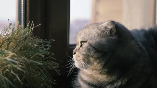 Scottish fold and Scottish straight cat lies on the windowsill and looking to the sunset