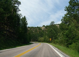 Winding road bordered by young trees with a roadside sign and speed limit at Custer State Park, South Dakota.