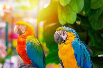 Macaw bird with green nature