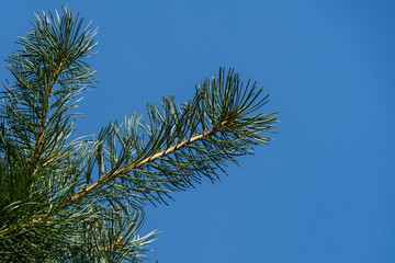 Branch with green and silver pine needles of Pinus parviflora Glauca against blue autumn sky. Selective focus. Pinus parviflora Glauca in evergreen landscaped garden. Nature concept for design.