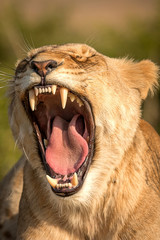 Fototapeta premium Lions in Africa