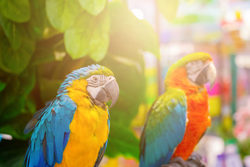 Macaw bird with green nature