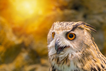 Close up of face lovely owl with big eye