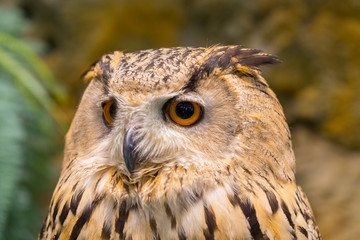 Close up of face lovely owl with big eye