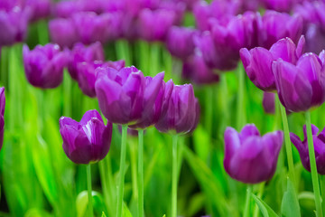 Violet Tulip flowers selective focus with green background