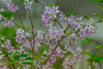 Sakura flower with green background