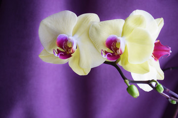 Fototapeta na wymiar Orchid flowers on purple background with copy space. Yellow orchid flowers close up. Spa and Wellness flowers style.
