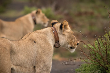 Obraz premium Lions in Africa