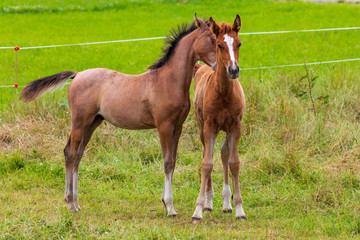 Two beautiful foals playing in green meadow. Horse offspring
