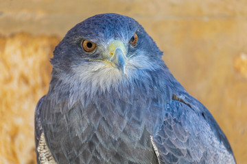 Close-up of Shield Eagle (Geranoaetus melanoleucus) adult. Also called blackberry, paramuna, moor eagle, black-eyed eagle, black-breasted eagle, mamani or golden eagle. Ring for falconry.