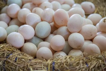 Fresh Eggs are in the basket