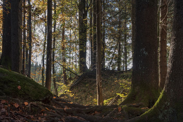 Wald im Herbst