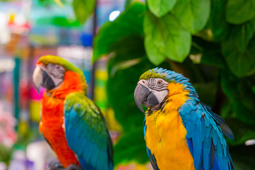 Macaw bird with green nature
