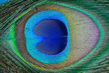 Obraz premium Close up Peacock feathers