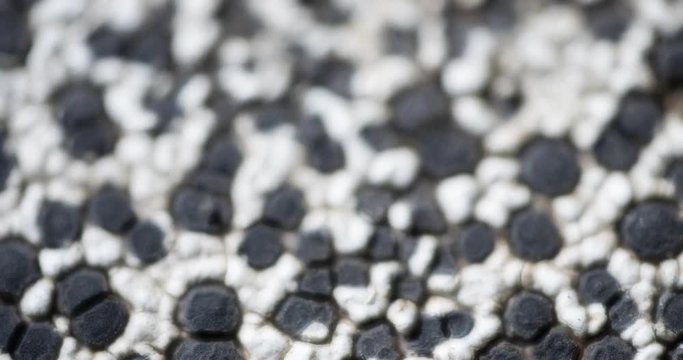 Microscopic View of Lichen on Stone. DCI 4k video