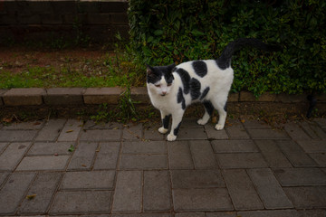 Katze auf der Strasse.