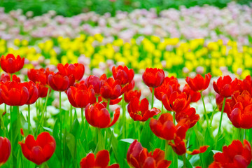 Fototapeta premium Colorful tulip flower