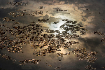 Herbstlaub im Wasser