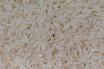 Close up of weevil in rice background