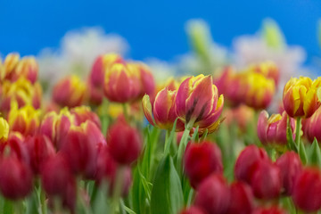 Tulip flowers selective focus