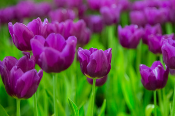 Obraz premium Violet Tulip flowers selective focus with green background
