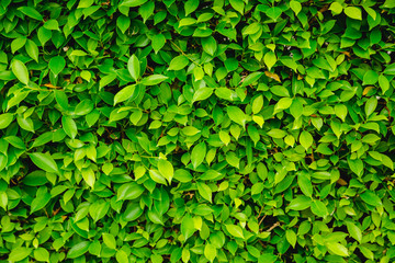 Fototapeta na wymiar Green Leaves nature background