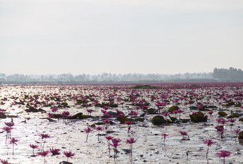 Pink water lily with purple flowers bloom on lake