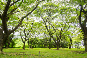 Big tree with green nature