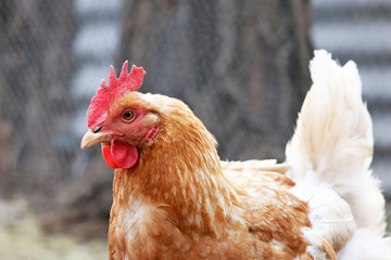 Chicken on the farm, selective focus. Brown laying hen portrait, poultry concept