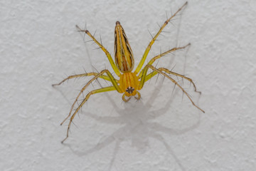 closeup of yellow spider on white