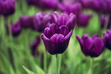 Tulip flowers selective focus with green background