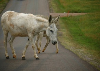 Medium close up of a white horse and a foal crossing the road in South Dakota.