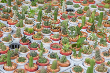 Fototapeta na wymiar Row of mini variety type cactus plant in the pot