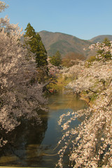 Fototapeta na wymiar 上田城跡公園 お堀の桜