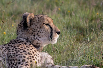 Cheetah 