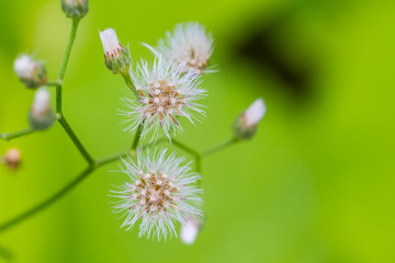 Dandelion with flying seeds on green nature