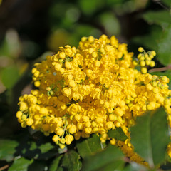 Blühende Mahonie, Mahonia, im Frühling