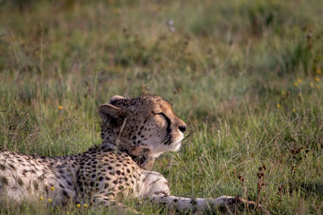 Cheetah