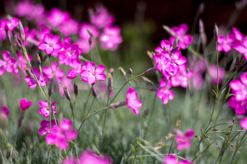 Pink and purple wild flowers in the village.