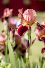 Beautiful flowers of irises in a summer cottage