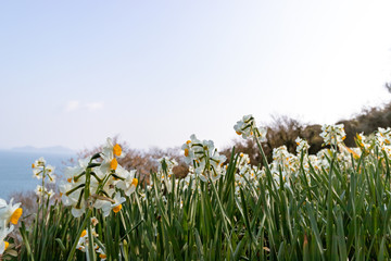 Obraz premium スイセンとそら