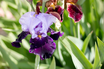 Beautiful flowers of irises in a summer cottage