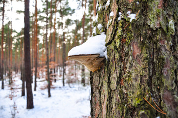 Mushroom hub growing on the bark of a tree in the forest, covered with snow.