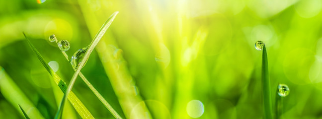 Macro with soft focus rain dew drops on a green grass leaves in sun light panorama. Nature...