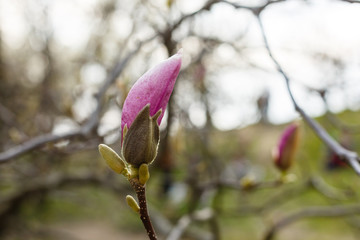 spring blooming magnolia tree flowers