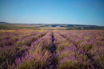 lavender field in provence crimea