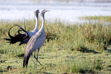 Obraz premium Blue Crane