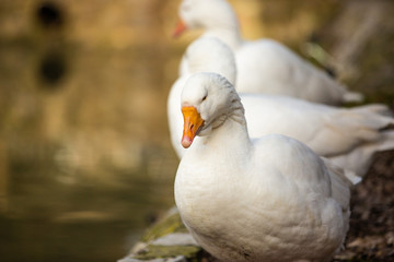 Duck peacefully sleeping at zoo