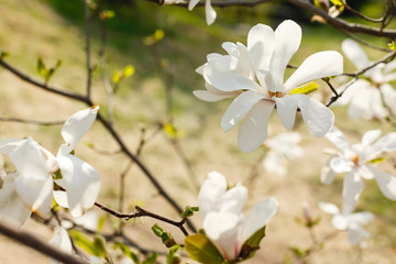 spring blooming magnolia tree flowers